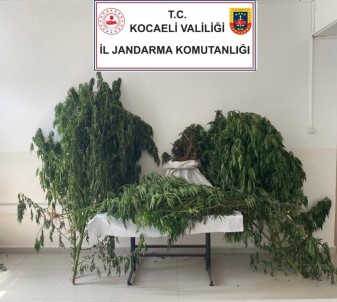 Kocaeli'de 30 Kilo Esrar Ele Geçirildi
