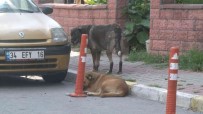 Maltepe'de Siteyi Köpekler Basti, Yasli Kadina Saldirdi