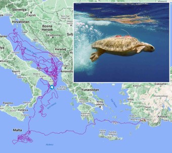 Caretta Caretta 'Tuba', 3 Yilda 17 Bin 500 Kilometre Yol Kat Etti