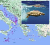 Caretta Caretta 'Tuba', 3 Yilda 17 Bin 500 Kilometre Yol Kat Etti