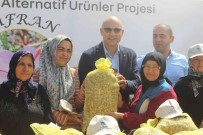 Usak Ili Için Alternatif Yeni Bir Ürün; Safran