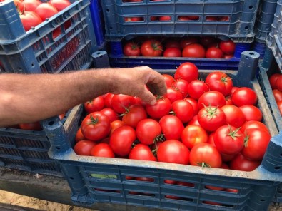 Büyüksehir'in Kurdugu Modern Seralardaki Verim Üreticiyi Sevindirdi
