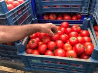 Büyüksehir'in Kurdugu Modern Seralardaki Verim Üreticiyi Sevindirdi