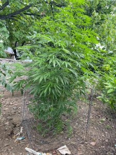 Evinde Uyusturucu Yetistiren Sahsa Operasyon Açiklamasi 154 Kök Kenevir Ele Geçirildi