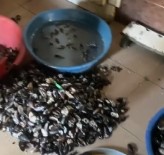 Izmir'de Sagliksiz Kosullarda Üretilen 250 Kilogram Midyeye El Konuldu