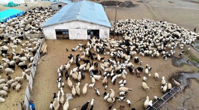 Karakus Açiklamasi 'Küçükbas Hayvancilik Sektörü Zarar Ediyor'