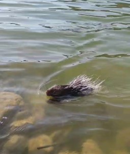 Siirt'te Oklu Kirpiye Dokunan 5 Bin TL Ödeyecek