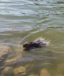 Siirt'te Oklu Kirpiye Dokunan 5 Bin TL Ödeyecek