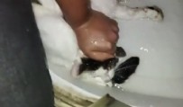 İstanbul'da kedisini boğmaya çalışıp duvara fırlattı