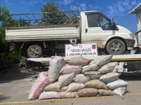 Findik Çalarken Suçüstü Yakalandilar