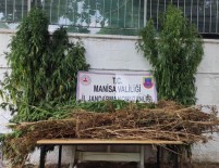 Manisa'da Jandarmadan Kenevir Operasyonu