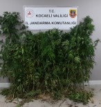 Tarlalarina Kenevir Eken Sahislara Jandarma Operasyonu