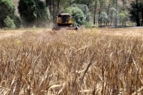 TMO, Hububat Alim Süresini Uzatti