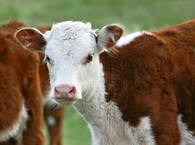 2021 Yili Buzagi Desteklemesi Üreme Parametresi Degistirildi