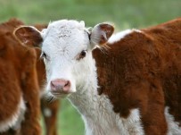 2021 Yili Buzagi Desteklemesi Üreme Parametresi Degistirildi