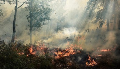 Fransa'da orman yangınları bitmiyor! 47 bin 286 hektar yeşil alan heba oldu!