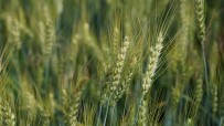 Üreticilere 3,5 Ton Bugday Tohumu Destegi