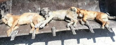 Bayraktar Açiklamasi 'Hatay'da Bir Ayda 17 Kedi Ve Köpek Zehirlenerek Öldürüldü'