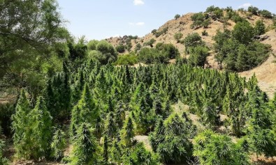 Içisleri Bakanligi Duyurdu Açiklamasi 70 Ayri Noktada 1 Milyon 150 Bin Kök Kenevir Ile Çok Miktarda Skunk Ele Geçirildi