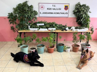 Jandarmadan Uyusturucu Operasyonu Açiklamasi 3 Gözalti