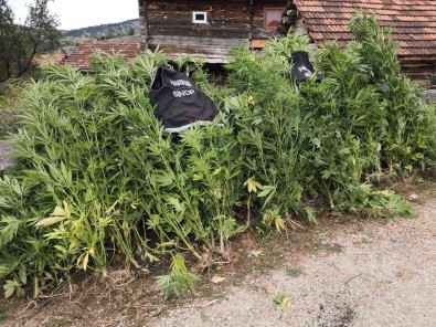 Sinop'ta Kenevir Operasyonu Açiklamasi 36 Kök Hint Keneviri Ele Geçirildi