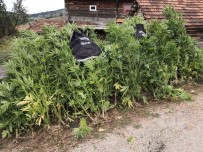 Sinop'ta Kenevir Operasyonu Açiklamasi 36 Kök Hint Keneviri Ele Geçirildi