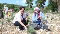 Turizm Ilçesi Kemer'de Lavanta Hasadi