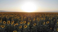 Mus Ovasi Ayçiçekleriyle Sariya Boyandi