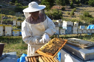 Antalya'da Balda Son 23 Yilin En Yüksek Rekolte Beklentisi