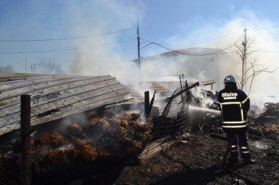 Bebek Gibi Büyüttügü 40 Koyunu Telef Olan Çiftçi Gözyaslarina Boguldu