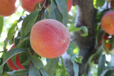 Seftalide Rekolte Yüksek, Fiyatlar Düsük