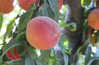 Seftalide Rekolte Yüksek, Fiyatlar Düsük