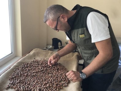 Serbest Piyasada 46 Lira Olan Findigi Randiman Farki Ile TMO'ya 57.75 Liradan Satti