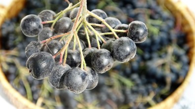 Süper Meyve Olarak Biliniyor, Yayginlastirilmasi Için Çalisma Baslatildi