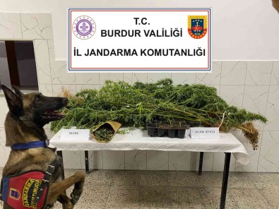 Burdur'da Uyusturucu Operasyonlarinda 1 Tutuklama