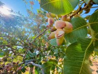 Geçen Yil 816 Ton Fistik Elde Edilen Diyarbakir'da Yeni Mahsulün Hasadina Baslandi