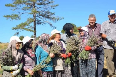 Imece Usulü Ile Ekilen Lavantalarin Hasadi Yapildi