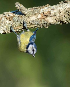 Mavi Bastankara Kusu Rengi Ile Görenleri Mest Etti