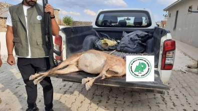 Tunceli'de Yaban Keçisi Avlayan Sahsa 253 Bin Lira Ceza