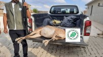 Tunceli'de Yaban Keçisi Avlayan Sahsa  253 Bin Lira Ceza