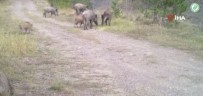 Yaban Hayati Fotokapanlara Yansidi