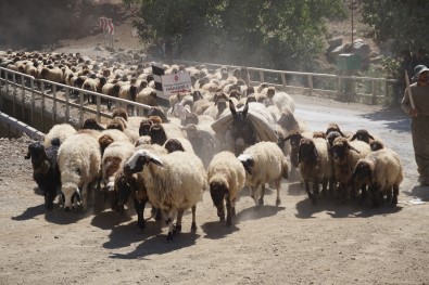 5 Aydir Yaylada Olan Göçerler Dönüs Yolunda