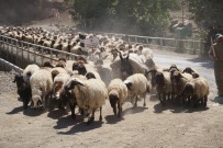 5 Aydir Yaylada Olan Göçerler Dönüs Yolunda