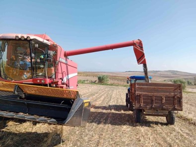 Ayçiçegi Üreticisinin Yüzü Gülüyor