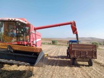 Ayçiçegi Üreticisinin Yüzü Gülüyor