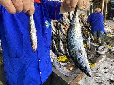 Denizlerde Palamut Bollugu, 20 Liraya Kadar Düstü