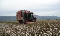 Söke'de Pamuk Toplama Fiyatlari Açiklandi