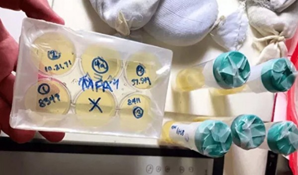 4 bin 500 yıllık maya ile ekmek pişirdi: Her anını paylaştı