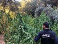 Izmir'de Kenevir Tarlasina Baskin Açiklamasi 253 Kök Ele Geçirildi