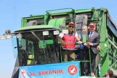 Bakan Kirisci Amik Ovasi'nda Pamuk Hasadina Katildi